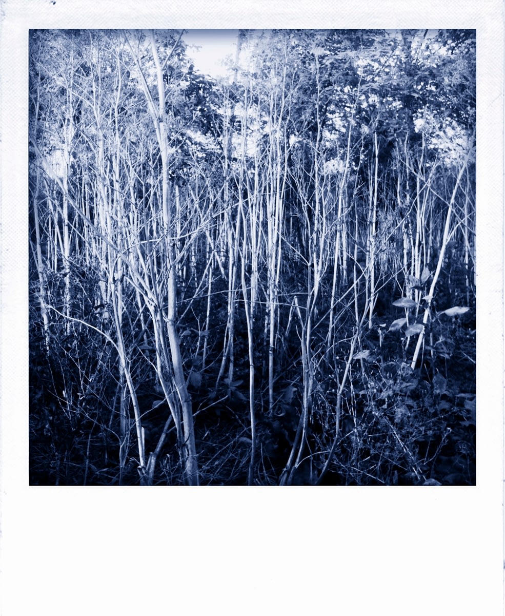 Polaroid photography woods by Ciprian Andrei